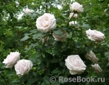Rosa Belmonte Rosa Belmonte