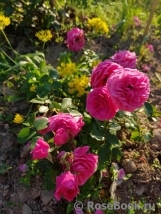 Baronesse Baronesse