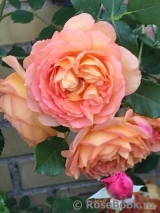 Lady of Shalott Lady of Shalott