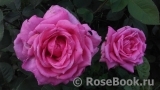 Sylvie Vartan ® Sylvie Vartan ®