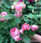 Amandine Chanel Amandine Chanel