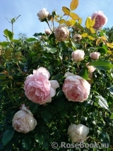 The Wedgwood Rose The Wedgwood Rose