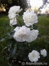 White Meidiland White Meidiland