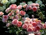 Amandine Chanel Amandine Chanel