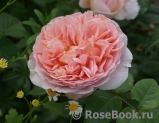 Abraham Darby Abraham Darby