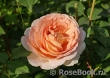 Abraham Darby Abraham Darby