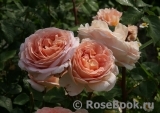 Abraham Darby Abraham Darby