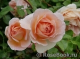 Abraham Darby Abraham Darby