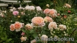 Abraham Darby Abraham Darby