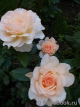 Chandos Beauty Chandos Beauty