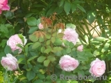 Olivia Rose Austin Olivia Rose Austin