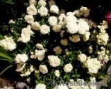 White Meidiland White Meidiland