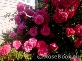 Rosarium Uetersen Rosarium Uetersen
