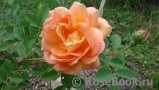 Lady of Shalott Lady of Shalott