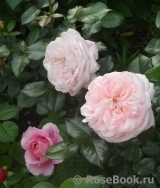White Fox Rose White Fox Rose