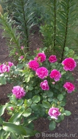 Princess Anne Princess Anne