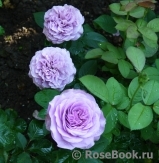 Lavender Ice Lavender Ice