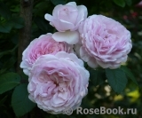 Olivia Rose Austin Olivia Rose Austin