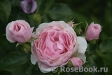 Hans Gonewein Rose Hans Gonewein Rose