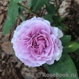 Lavender Ice Lavender Ice