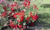 Scarlet Meillandecor Scarlet Meillandecor