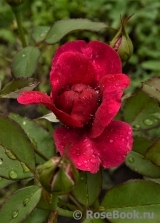 Darcey Bussell Darcey Bussell