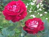 Belle de Segosa® Belle de Segosa®