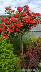 Starlet®-Rose Carmen® Starlet®-Rose Carmen®