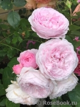 Olivia Rose Austin Olivia Rose Austin