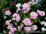 Heavenly Pink Heavenly Pink