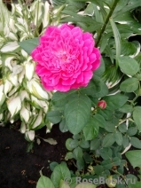 Sophy’s Rose Sophy’s Rose