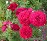 Johann Wolfgang von Goethe Rose® Johann Wolfgang von Goethe Rose®