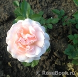 Sangerhauser Jubilaumsrose Sangerhauser Jubilaumsrose