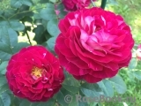 Belle de Segosa® Belle de Segosa®