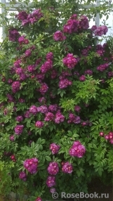 Perennial Blue Perennial Blue