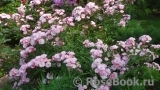 Heavenly Pink Heavenly Pink