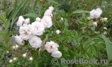Eulalia Berridge Eulalia Berridge