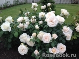 Lions Rose Lions Rose