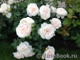 Lions Rose Lions Rose