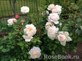 Crocus Rose® Crocus Rose®