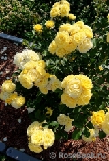 Golden Border Golden Border