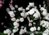 White Meidiland White Meidiland