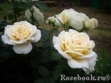 Lions Rose Lions Rose