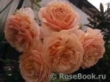 Crown Princess Margareta® Crown Princess Margareta®