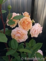 Crown Princess Margareta® Crown Princess Margareta®
