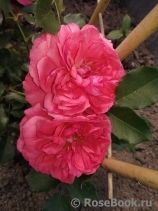 Rosarium Uetersen Rosarium Uetersen