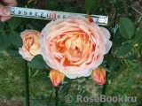 Lady of Shalott Lady of Shalott