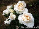 Lions Rose Lions Rose