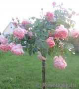 Abraham Darby Abraham Darby