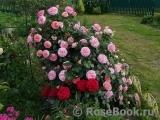 Abraham Darby Abraham Darby